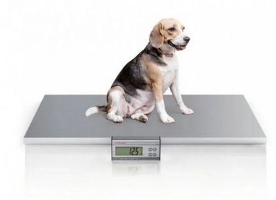 Zdjęcie Elektroniczna waga weterynaryjna CHARDER VS 2400 (przewód 5 m)