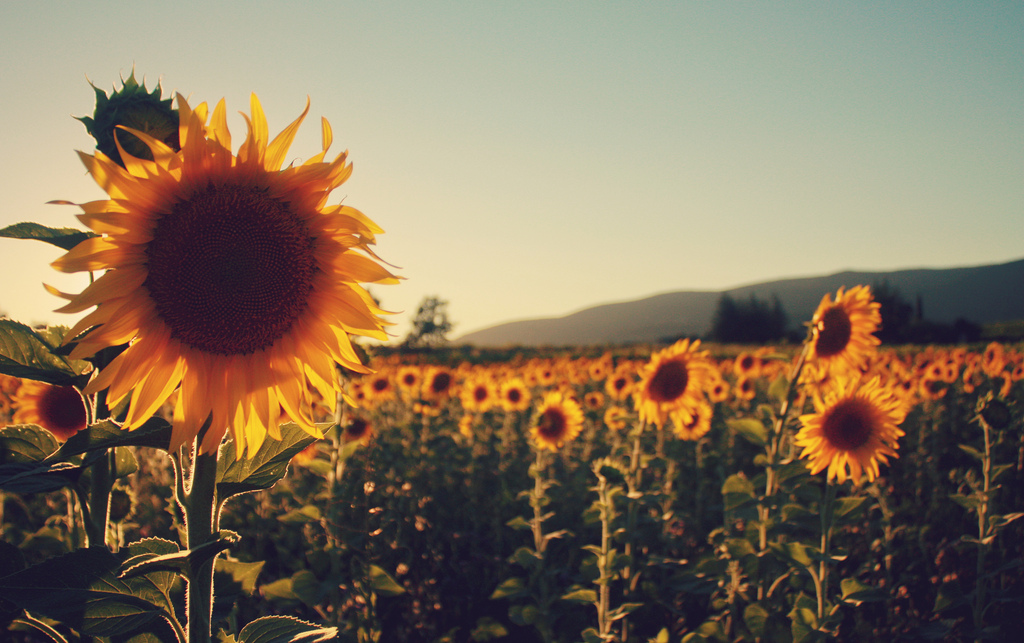 Klimakterium ? jak odzyskać komfort?